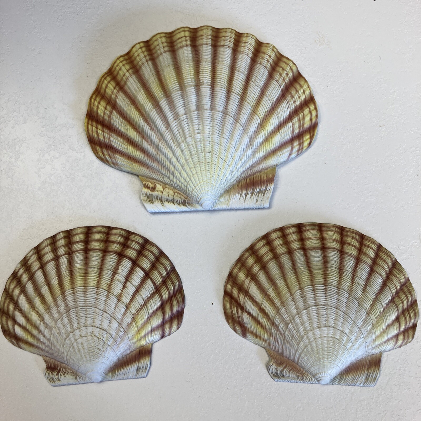 CIT Collection Hand Painted Wall Mounted (1) Large 7.5” (2) Small 5.5” Seashells