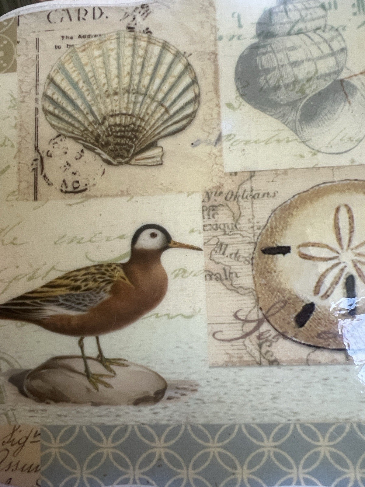 New View Gifts Coastal Wall Plaque Art Set Beach Decor Sand Dollar Bird Shell