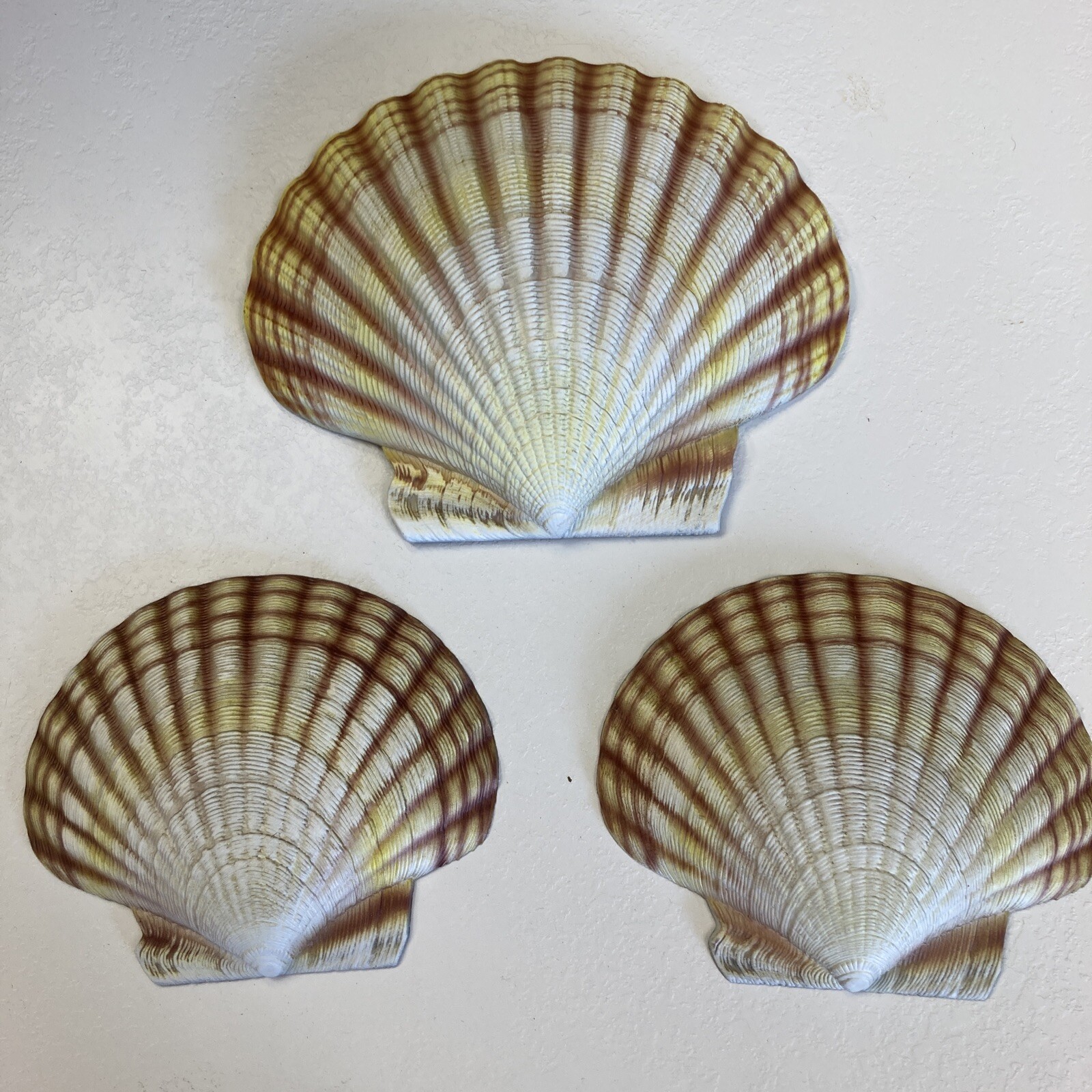 CIT Collection Hand Painted Wall Mounted (1) Large 7.5” (2) Small 5.5” Seashells