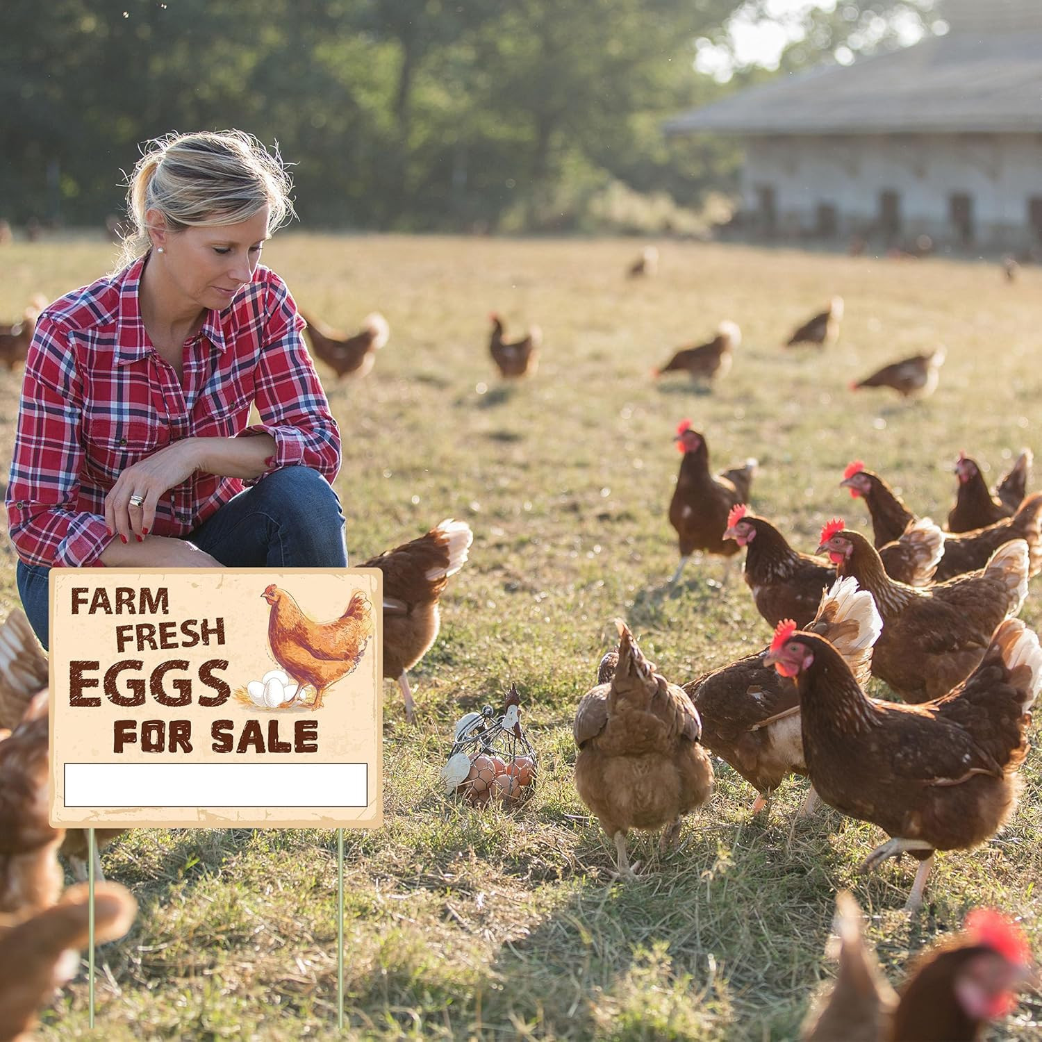 Farm Fresh Eggs Sign Double Sided Corrugated Plastic Yard Stake 3 Pack